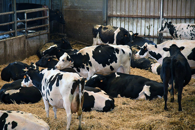 Roodbonte Holstein koeien